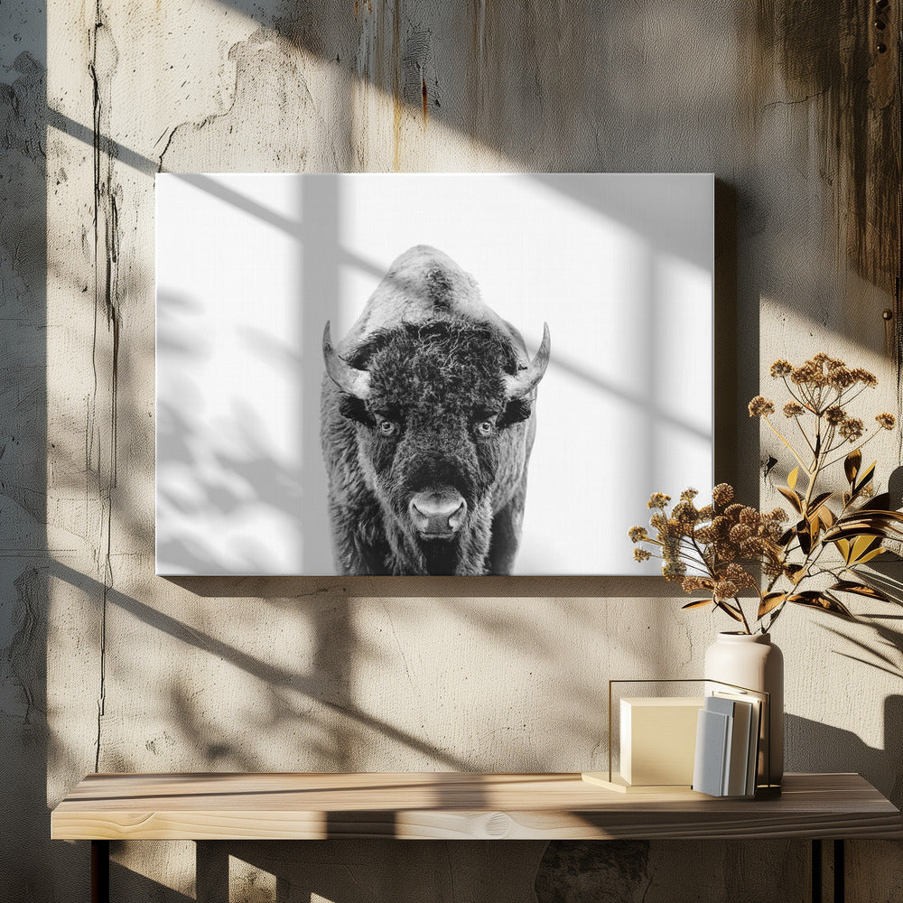 Bison Bw | Leinwand-Bilder