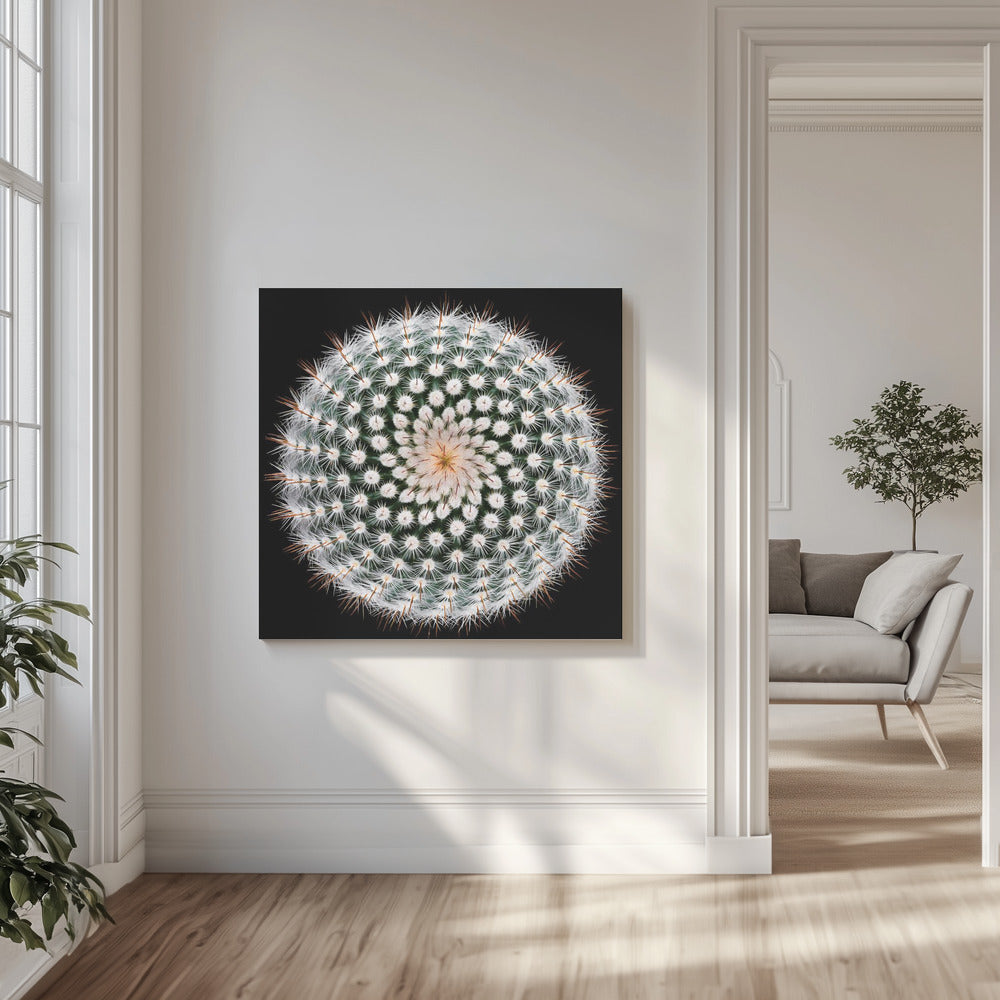 Notocactus scopa | Wydruki na łótnie
