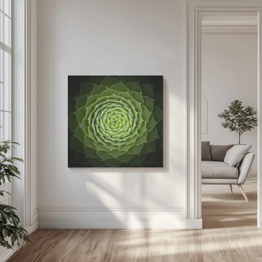 Succulent | Canvas