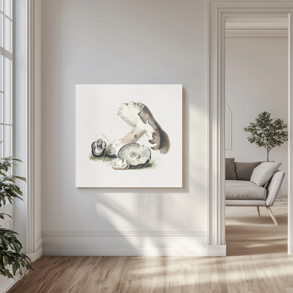 Vintage Agaricus Augustus Grzyb | Wydruki na łótnie