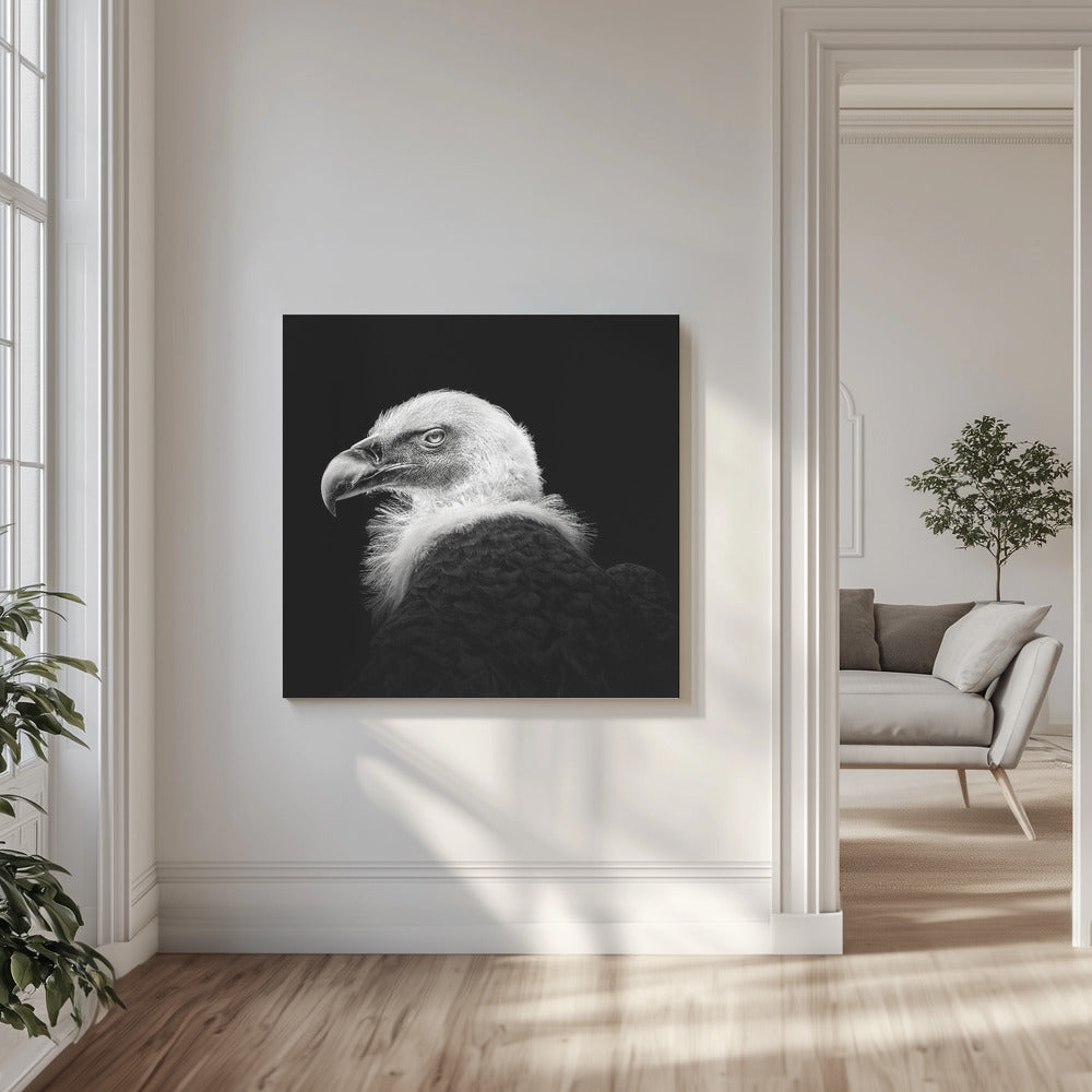 Eurasian Griffon #7 | Canvas