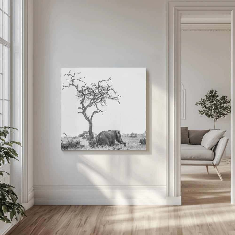 Drzewo i słoń | Wydruki na łótnie
