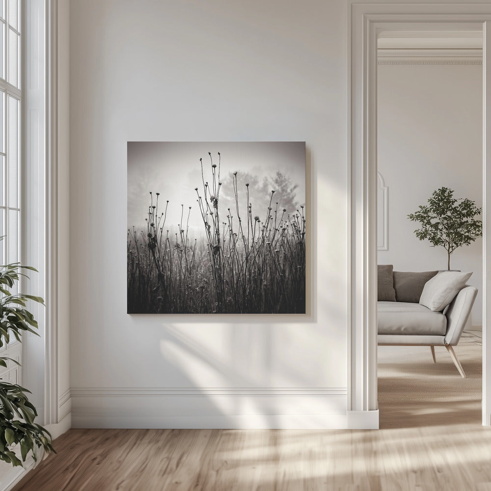 Rośliny łąkowe 1 | Wydruki na łótnie