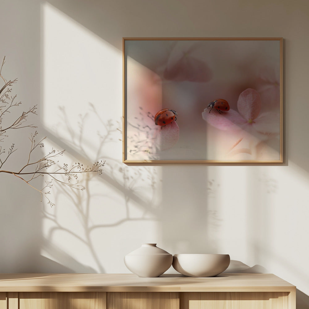 Marienkäfer auf rosa Hortensien. | Poster - Kunstdruck
