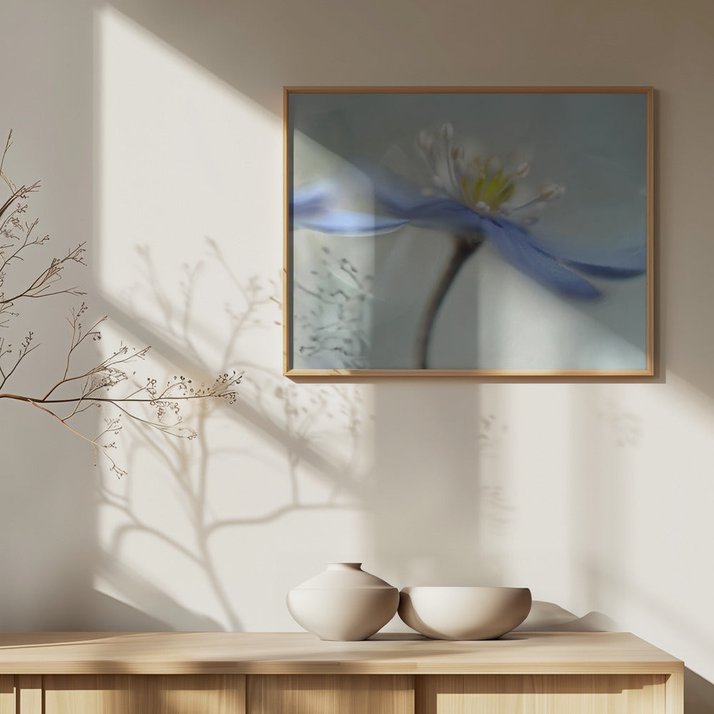 Tanssivat valkovuokot | Julisteet - Taidevedokset