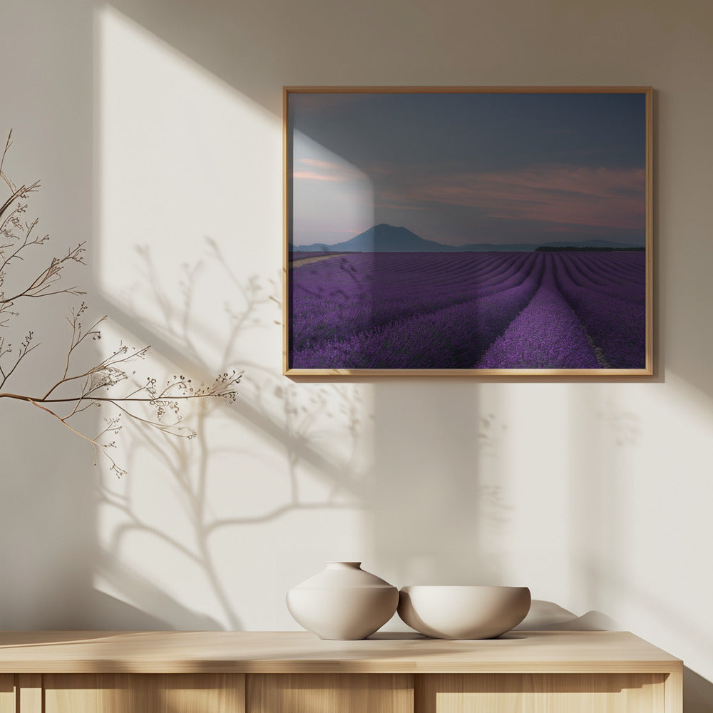 Lavender field | Poster