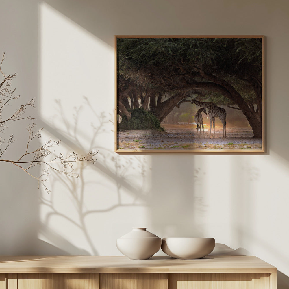 Kirahvi - Namibia | Julisteet - Taidevedokset