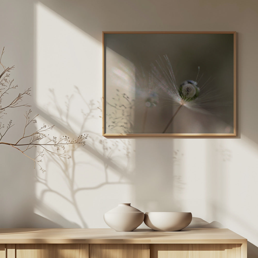 Voikukan tähti | Julisteet - Taidevedokset