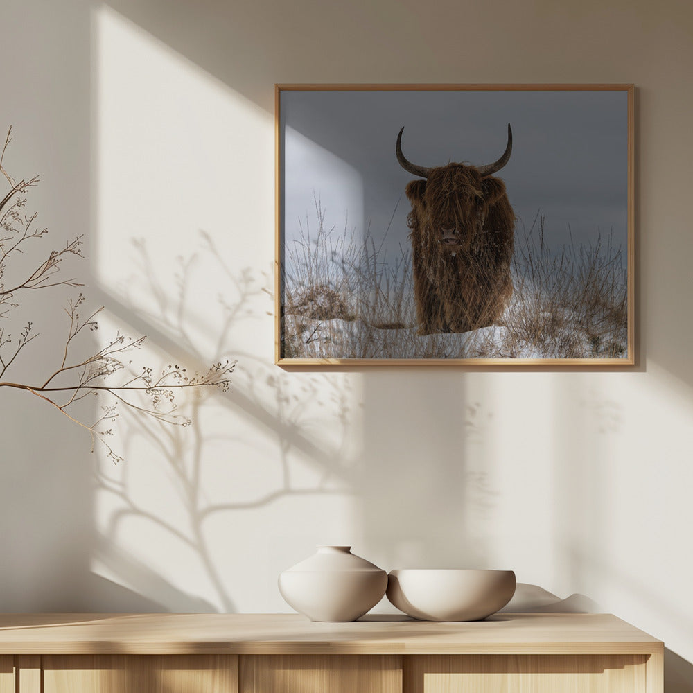 Ylämaanlainen lumessa | Julisteet - Taidevedokset