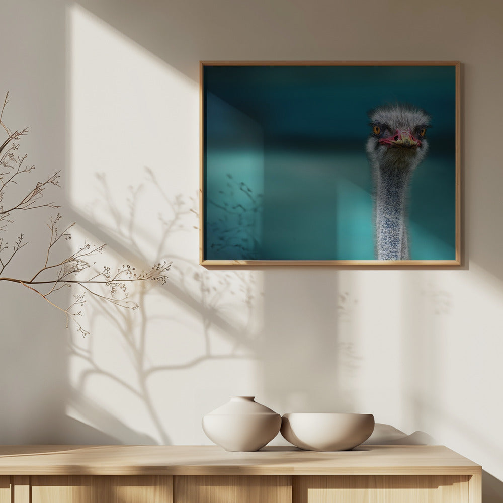 Strauß schützt zwei arme Hühner vor dem Wind | Poster - Kunstdruck