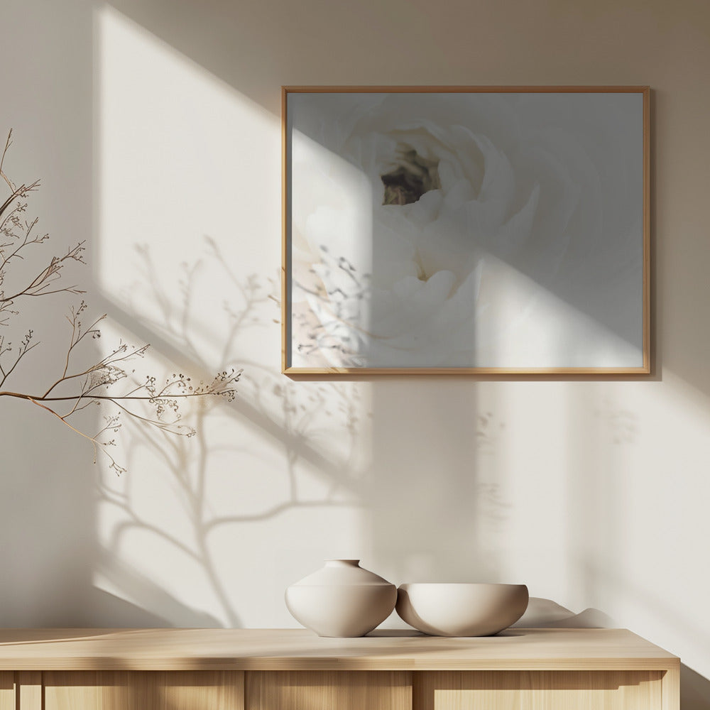 Valkoinen kukka 02 | Julisteet - Taidevedokset