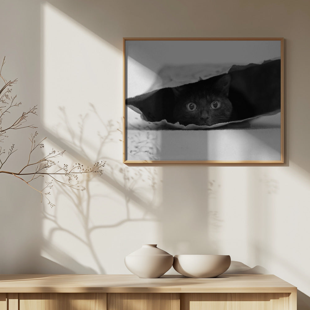 Kissa säkissä | Julisteet - Taidevedokset