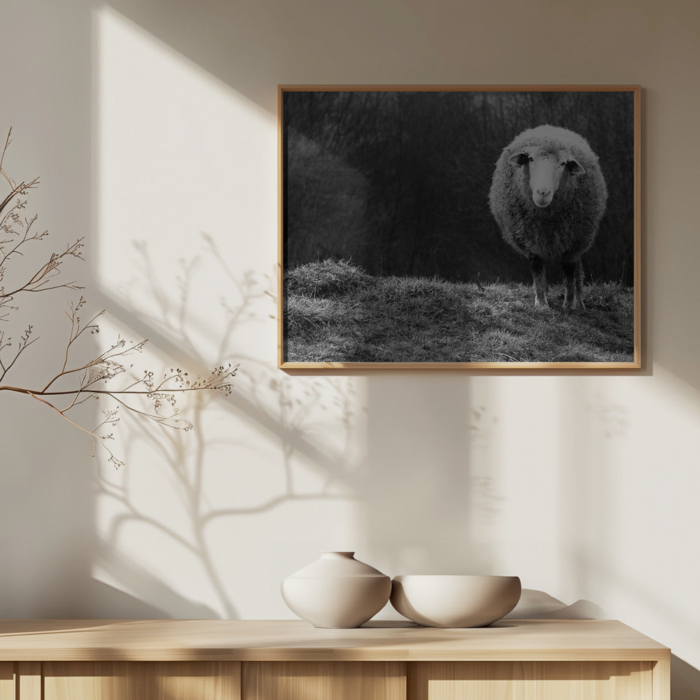 Wondering sheep | Poster