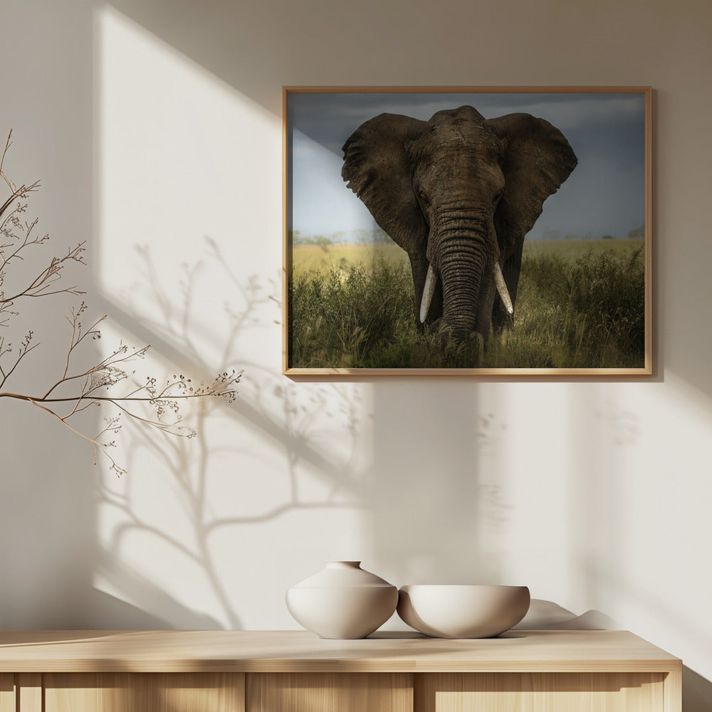 Kohtaamisia Serengetissä | Julisteet - Taidevedokset