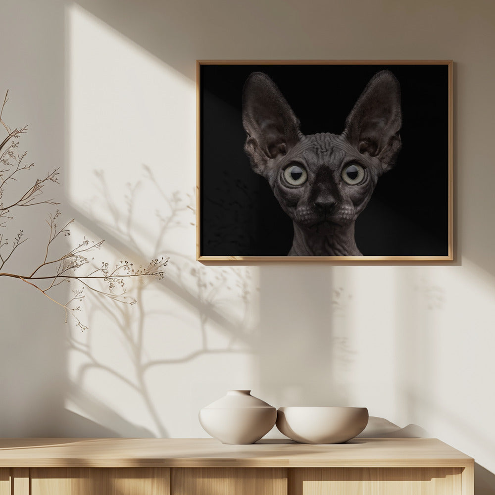 Sphynx Cat | Poster