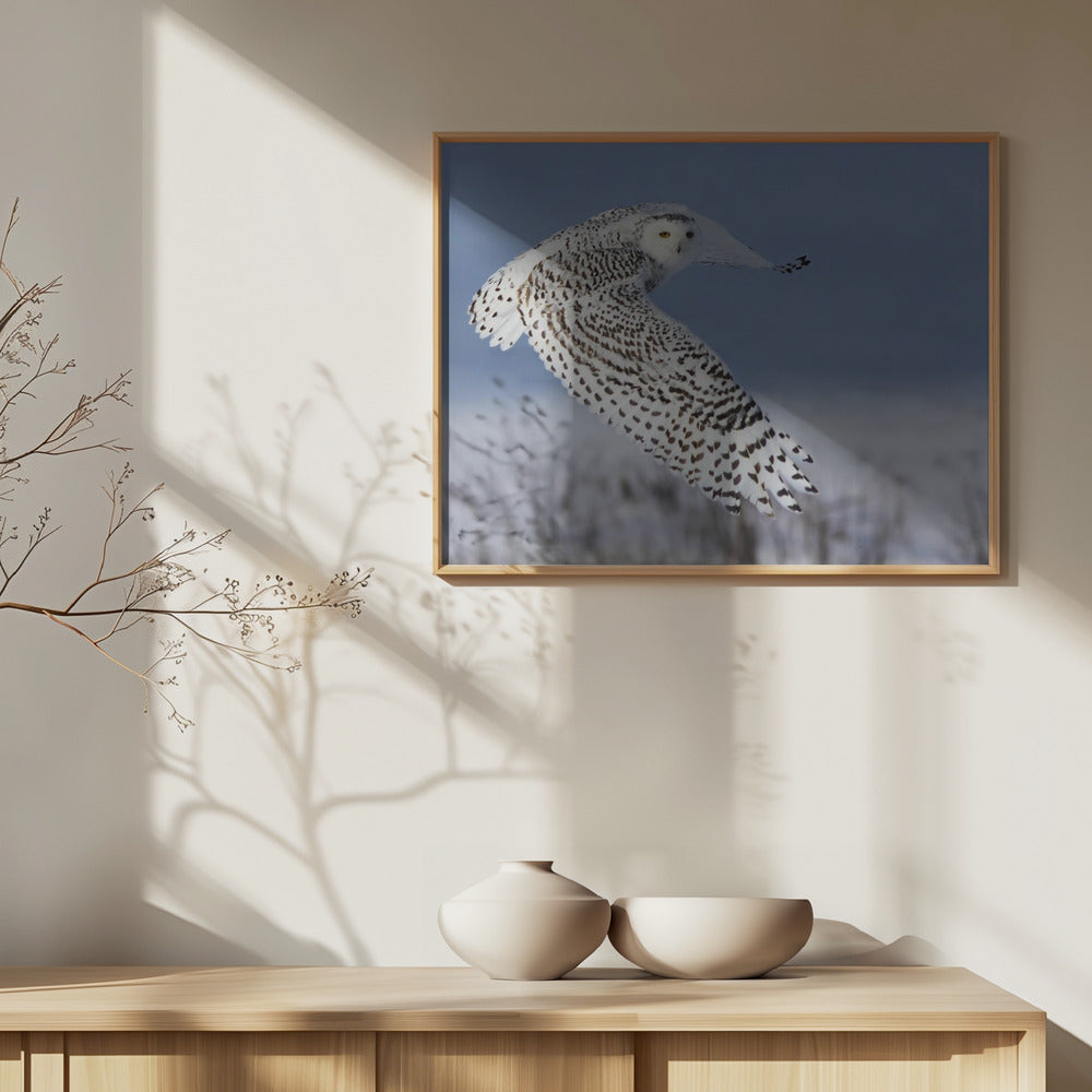 Luminen pöllö | Julisteet - Taidevedokset