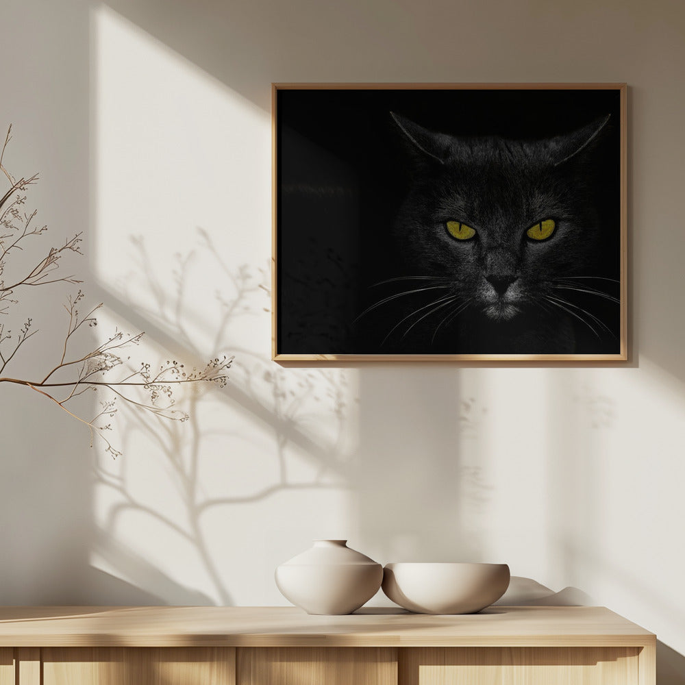 Musta kissa | Julisteet - Taidevedokset