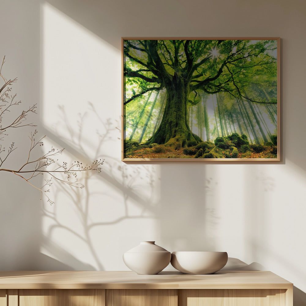 Ponthus' Beech | Poster