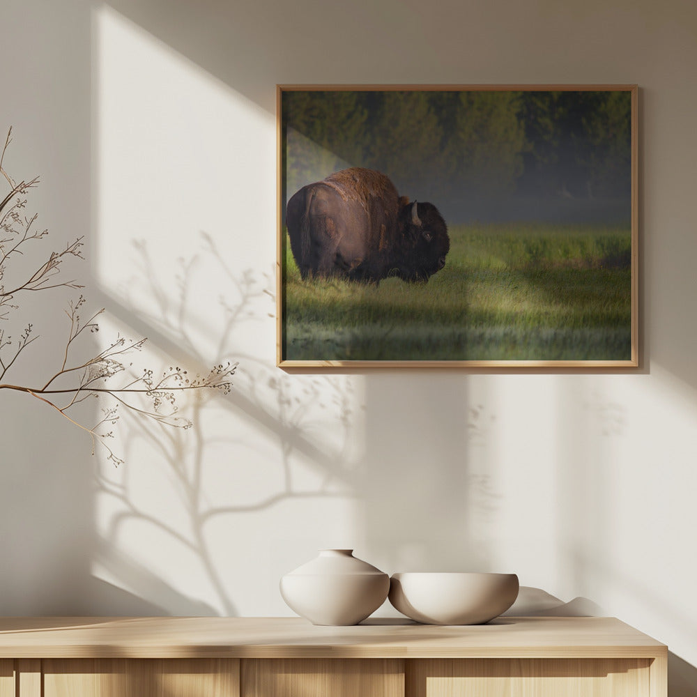 Bison aamunvalossa | Julisteet - Taidevedokset