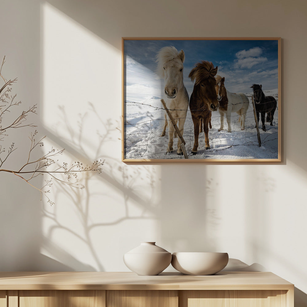 Islantilainen hiustyyli | Julisteet - Taidevedokset