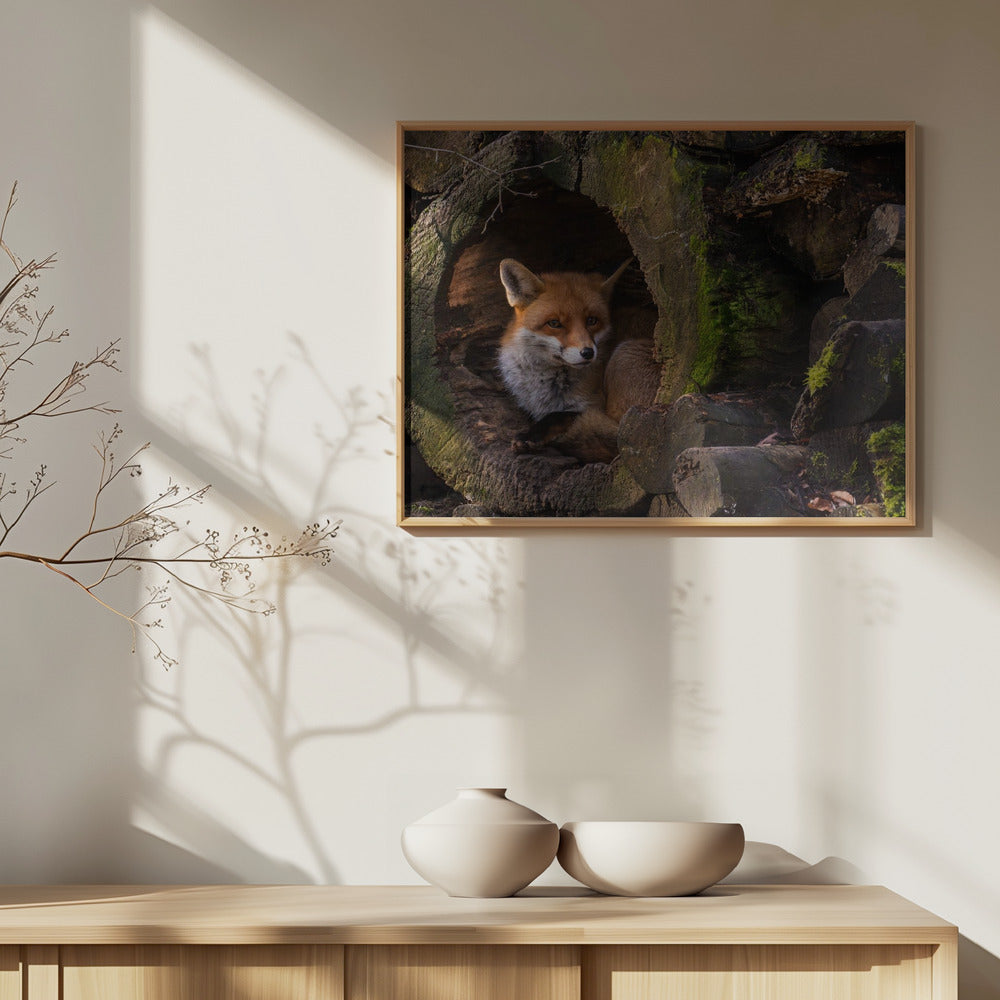 Kettu | Julisteet - Taidevedokset