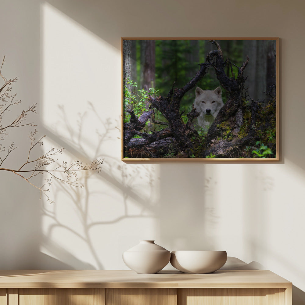 Susi | Julisteet - Taidevedokset