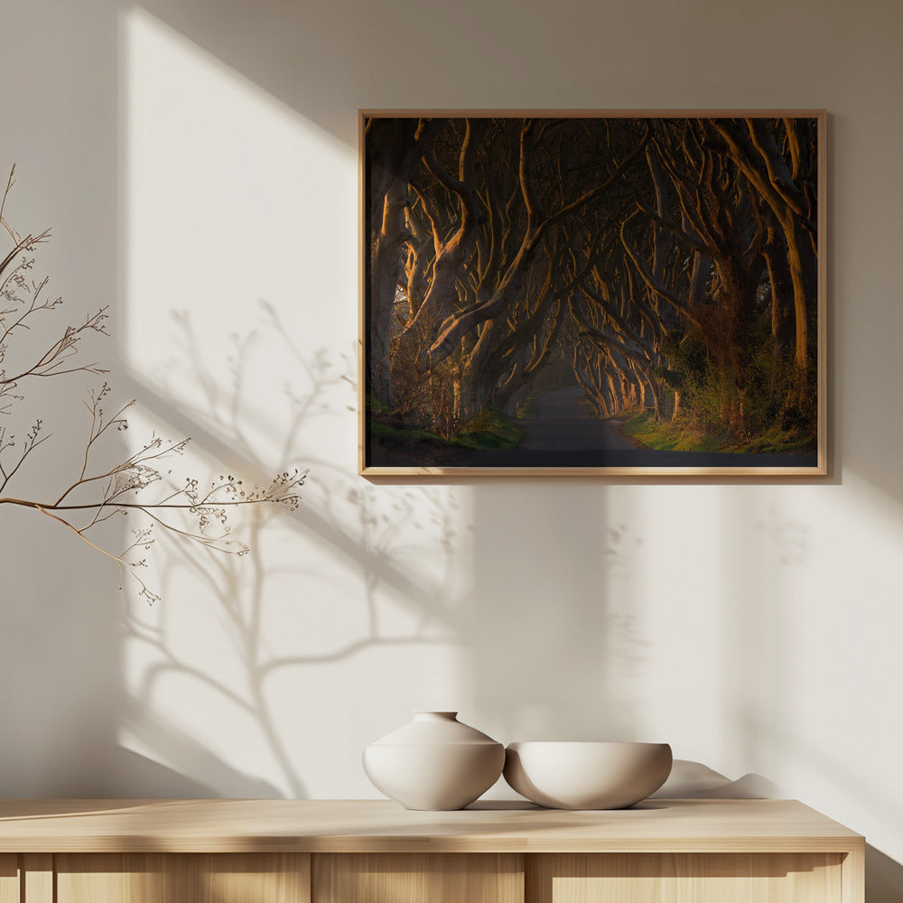 Los setos oscuros bajo el sol de la mañana | Posters  - Impresiones de Arte