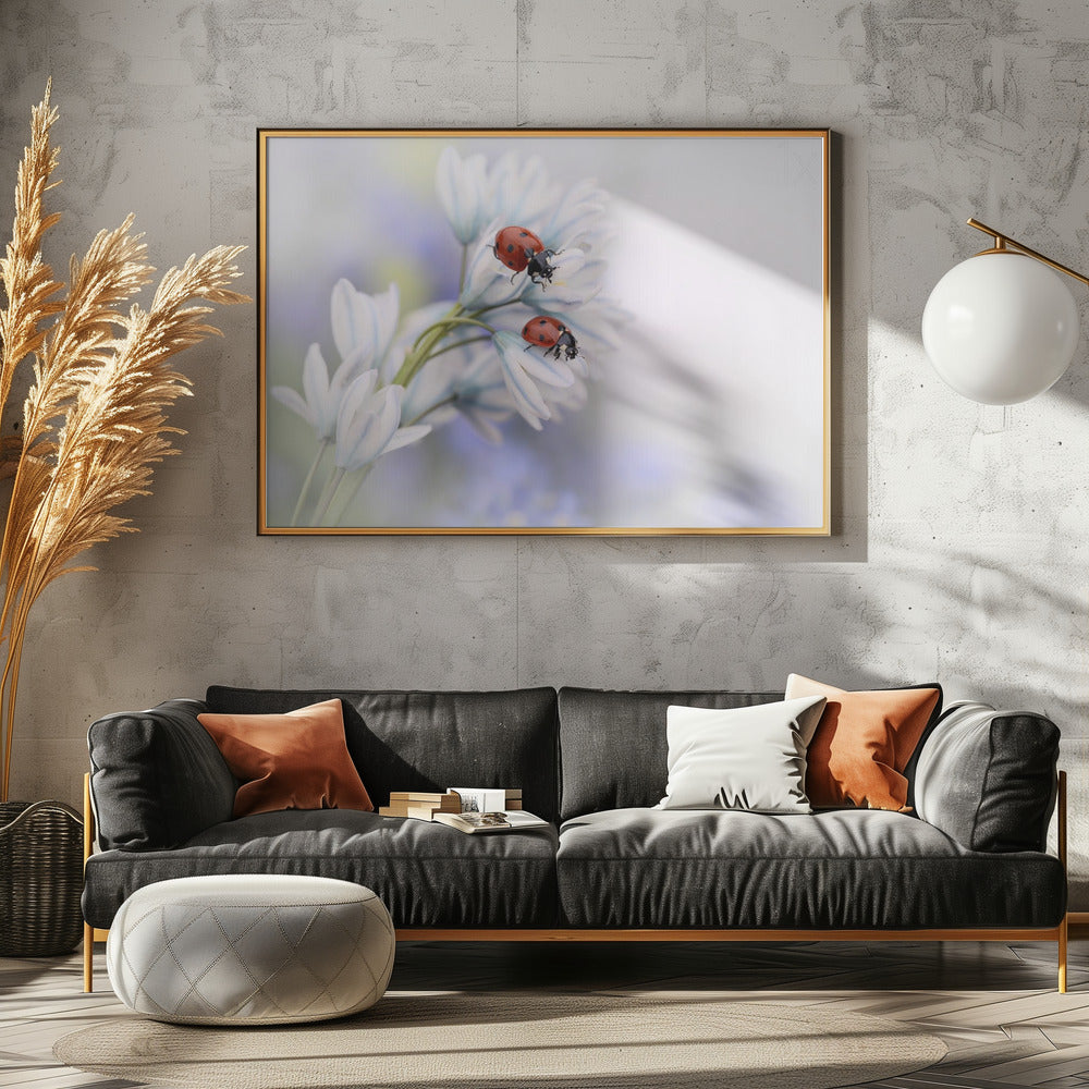 Ladybirds | Poster