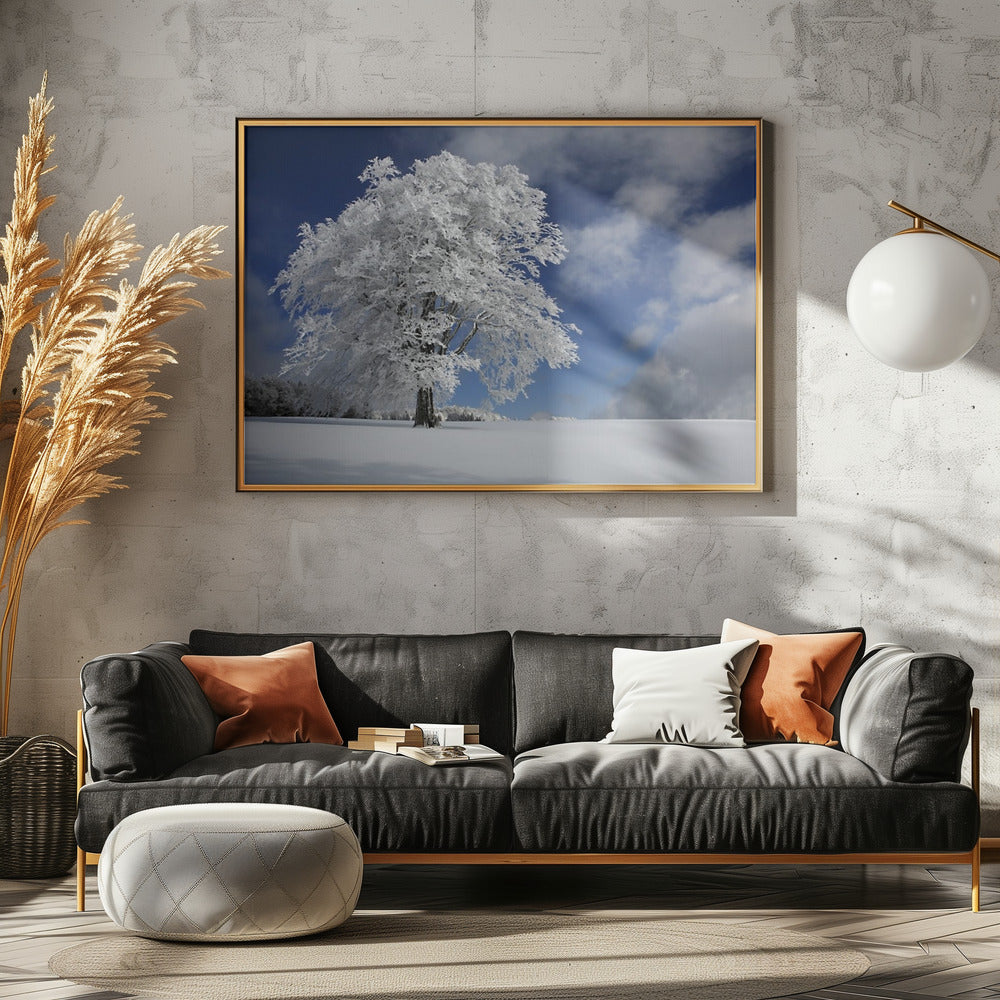 White Windbuche in Black Forest | Poster
