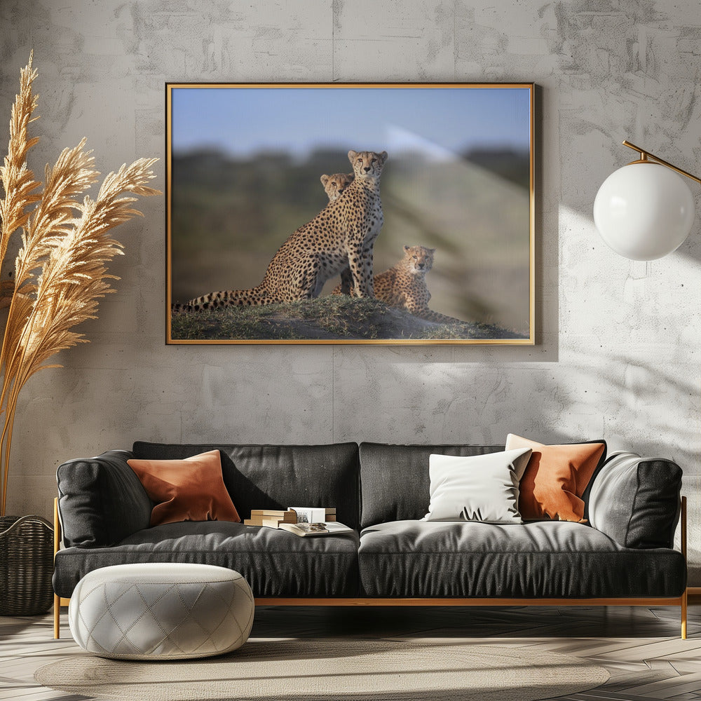 Cheetahs Family | Poster