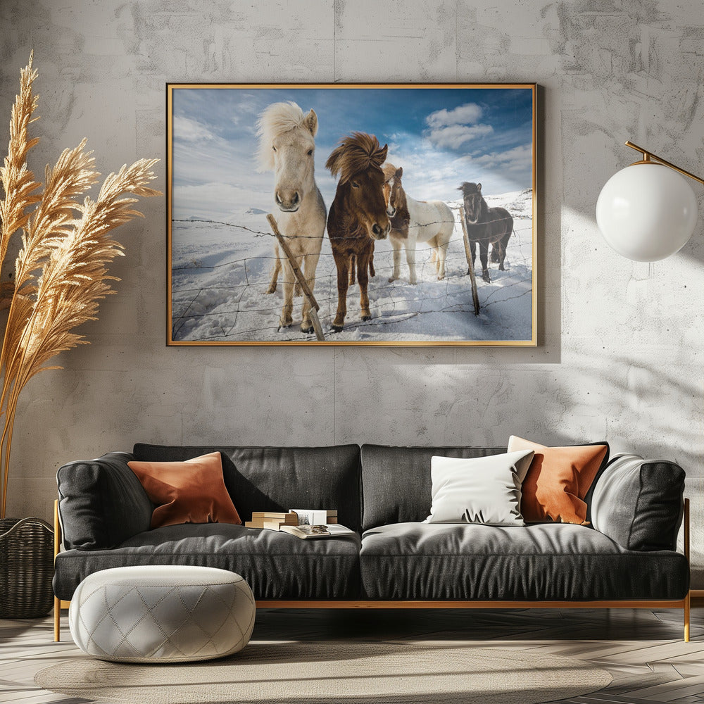 Islantilainen hiustyyli | Julisteet - Taidevedokset