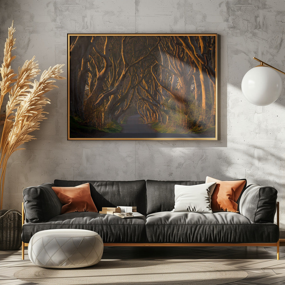 The Dark Hedges in the Morning Sunshine | Poster