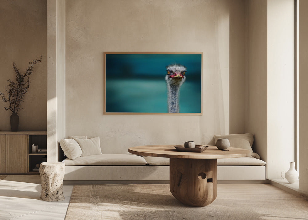 Strauß schützt zwei arme Hühner vor dem Wind | Poster - Kunstdruck