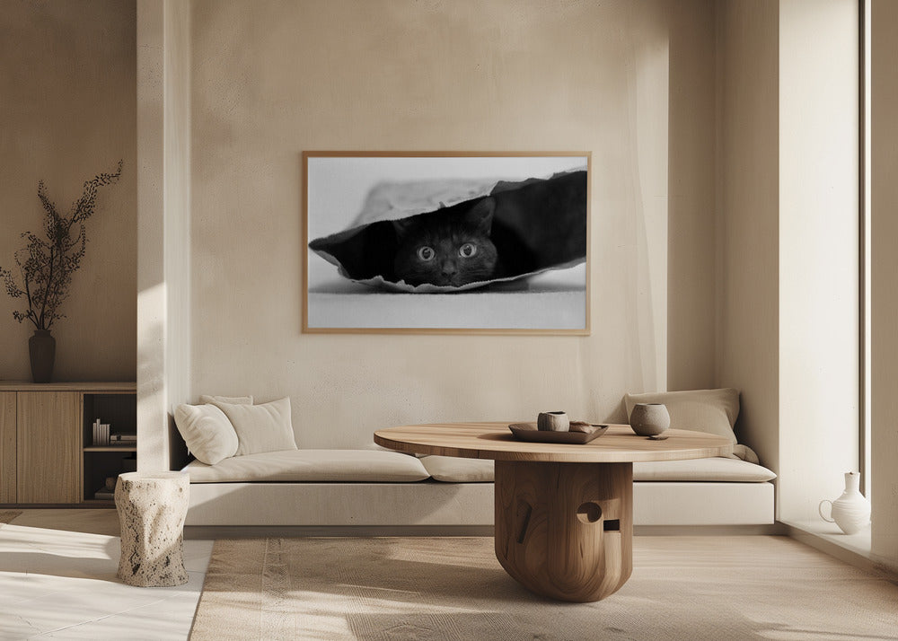 Kissa säkissä | Julisteet - Taidevedokset