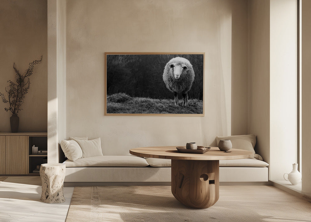 Wondering sheep | Poster