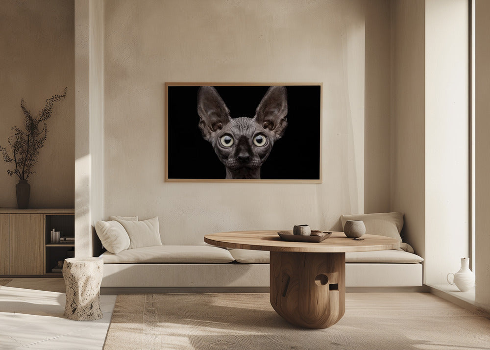 Sphynx Cat | Poster