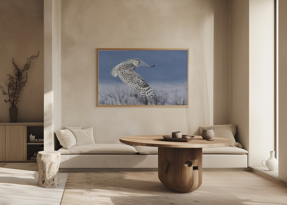 Snowy Owl | Poster
