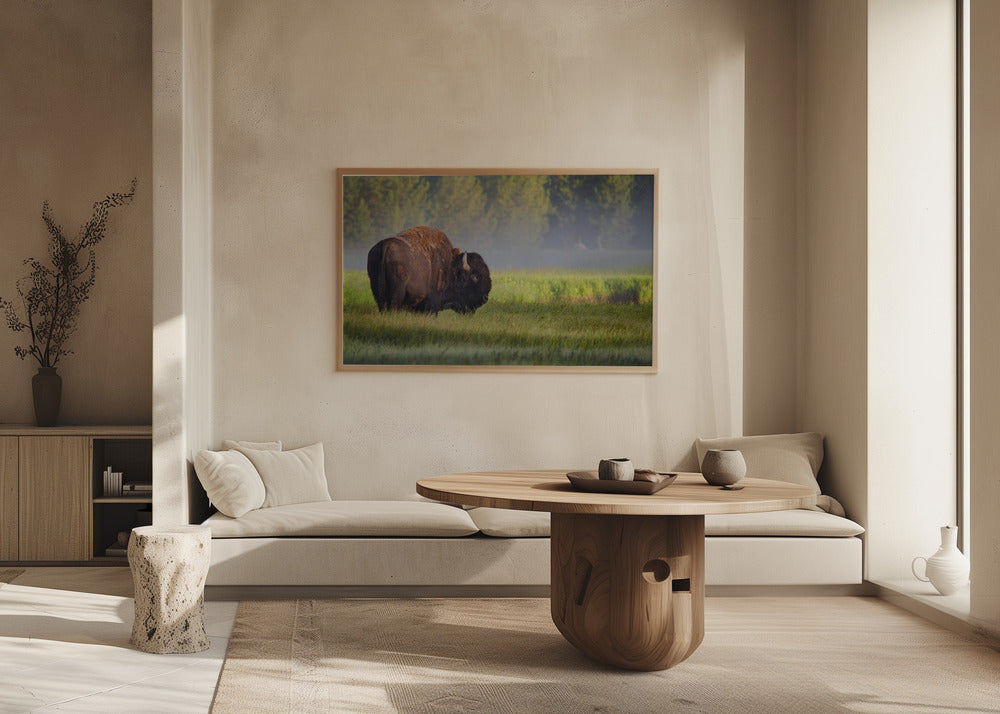 Bison in Morning Light | Poster