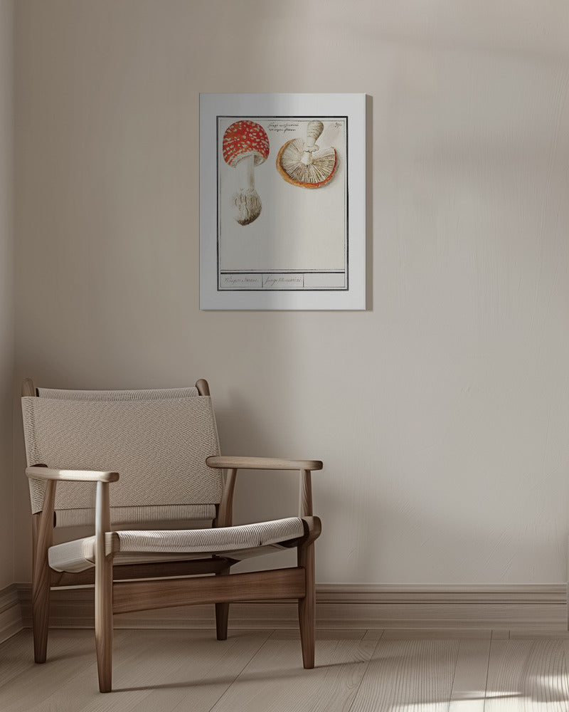 Fly Agaric, Amanita Muscaria | Canvas