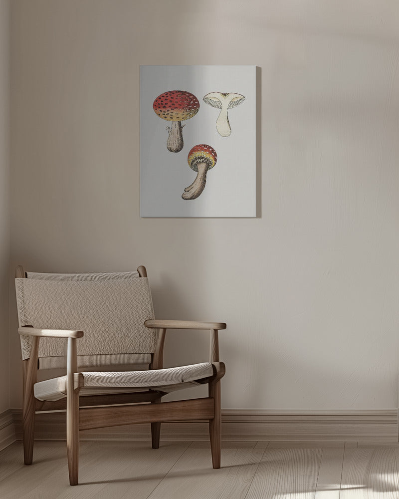 Hand Drawn Fly Agaric Mushroom | Canvas
