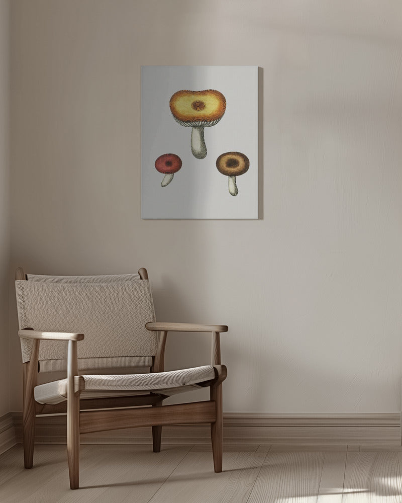Hand Drawn Galerina Mushroom | Canvas