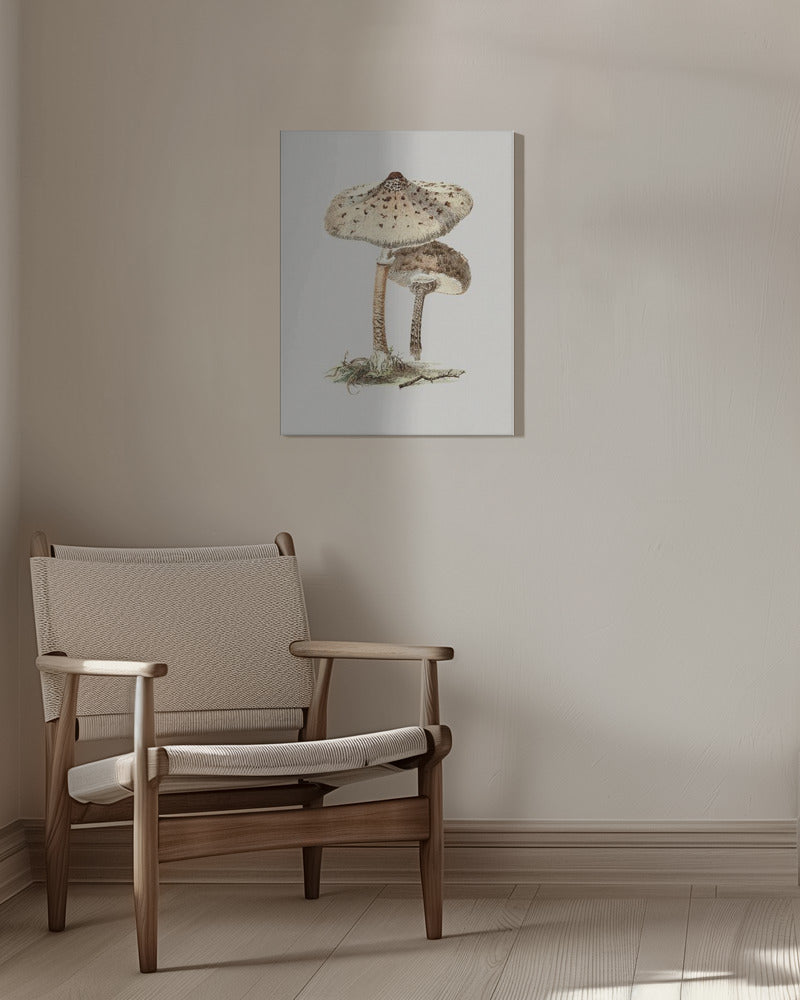 Hand Drawn Parasol Mushroom | Canvas