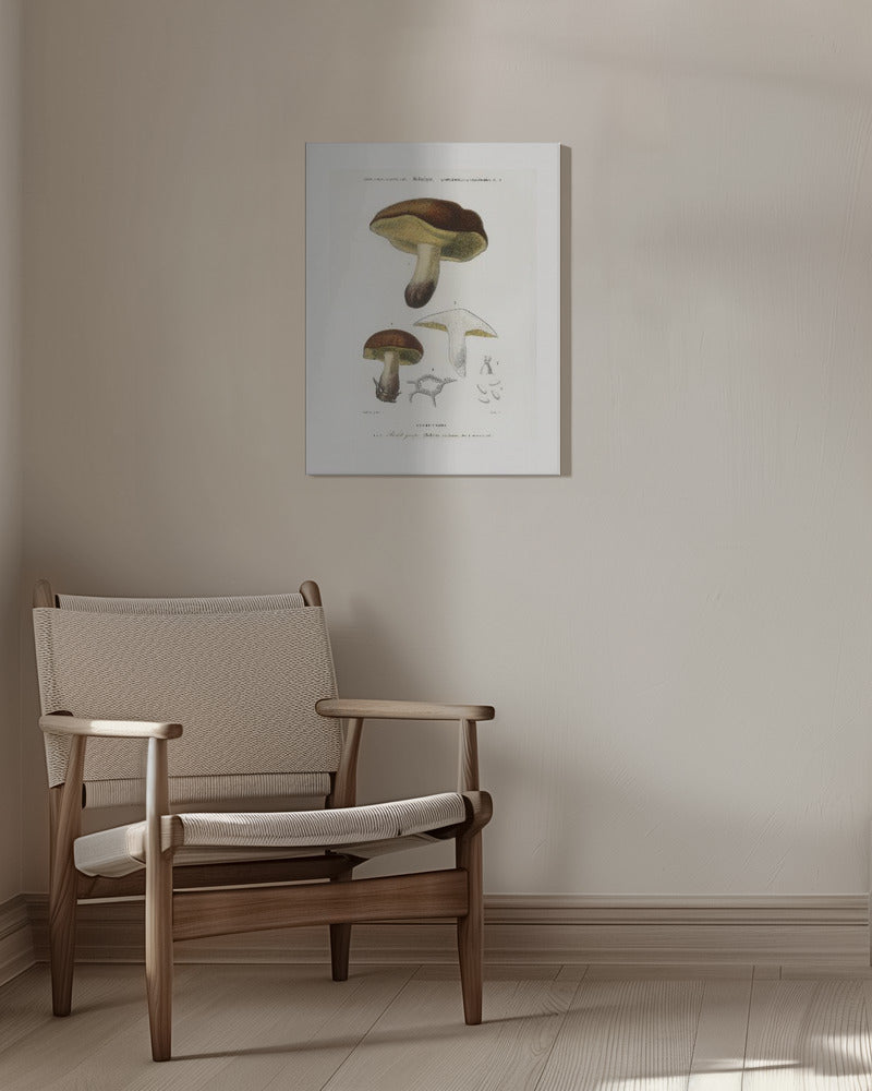 Mushroom (boletus Circinans) | Canvas