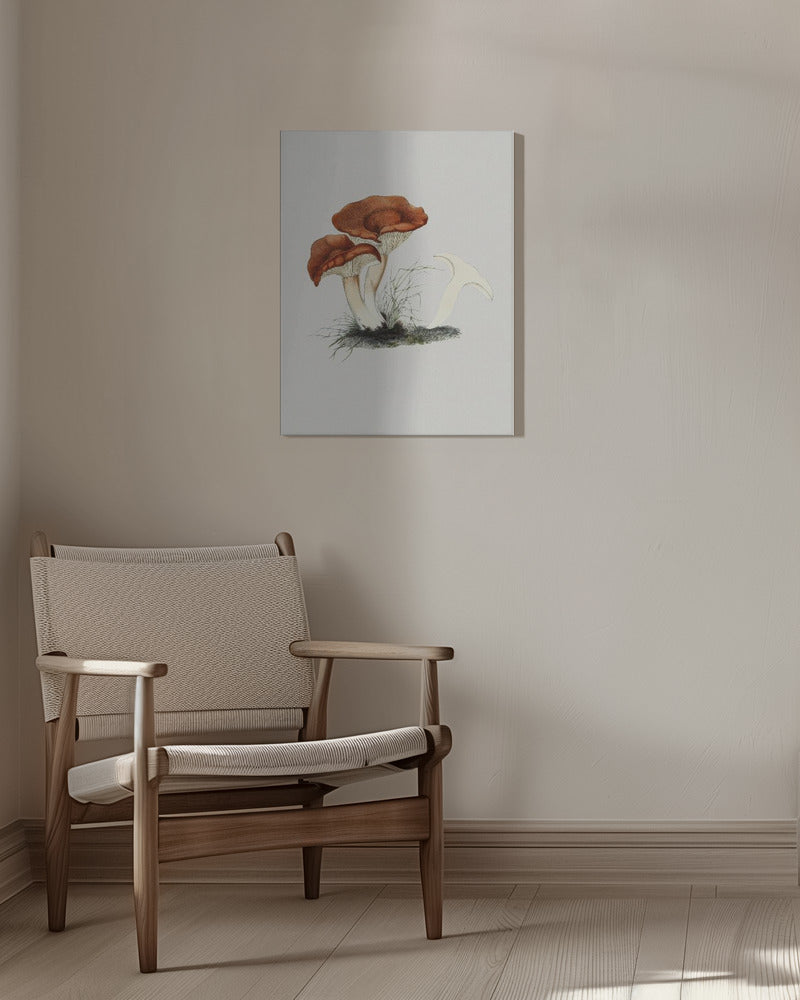 Hand Drawn Rufous Milkcap Mushroom | Canvas