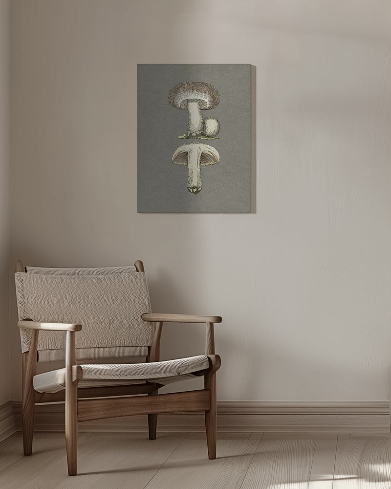Field Mushroom | Canvas