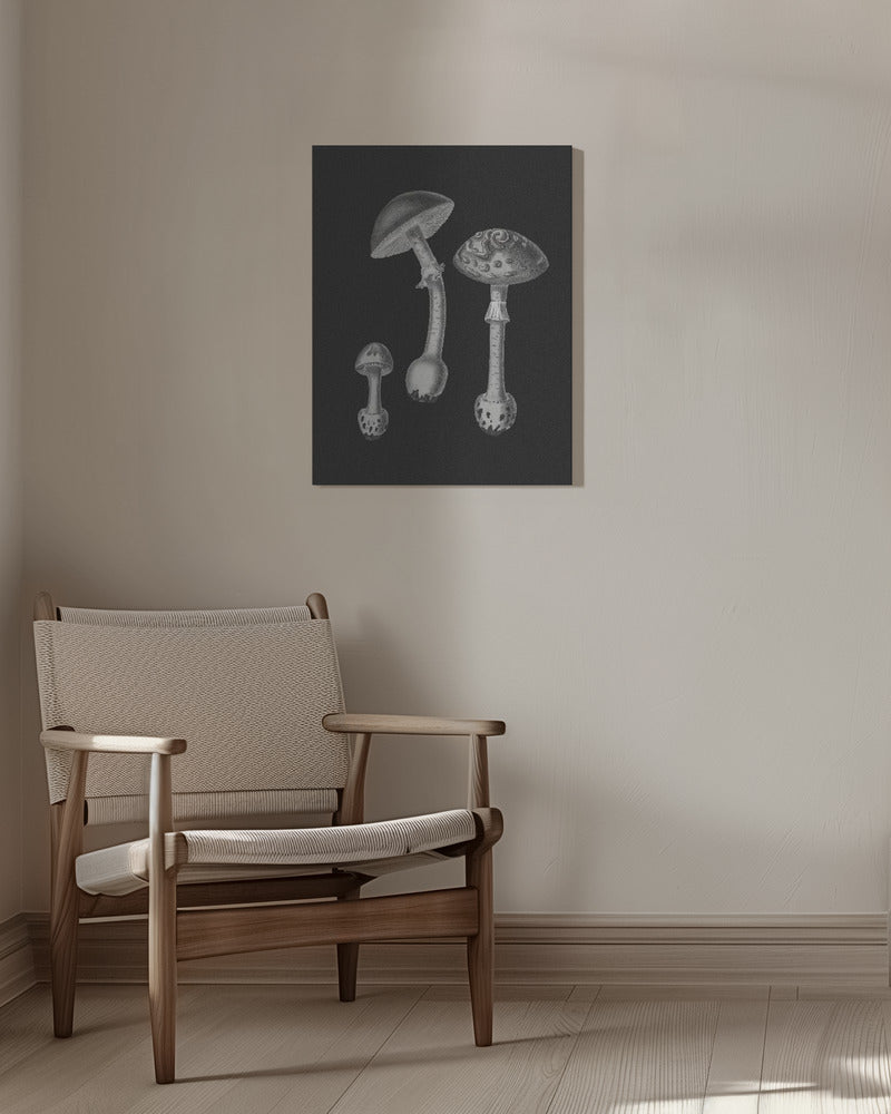Amanita Muscaria Black Backgound BW | Canvas