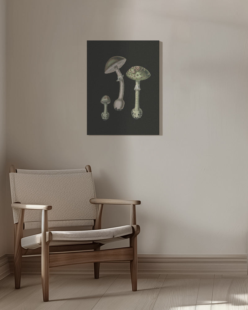 Amanita Muscaria Dark Background | Canvas