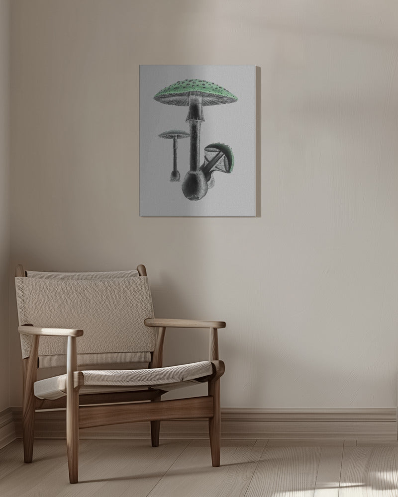 Amanita Muscaria White Background Green | Canvas