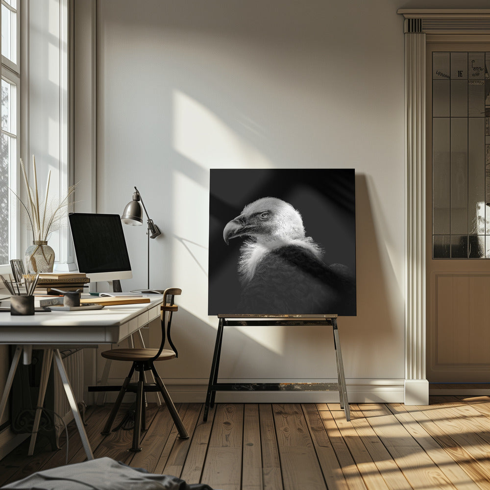 Euraasiangriffoni #7 | Canvastaulut