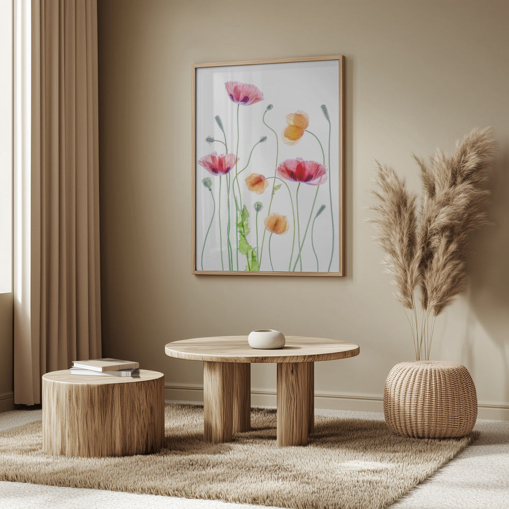 Poppies | Poster